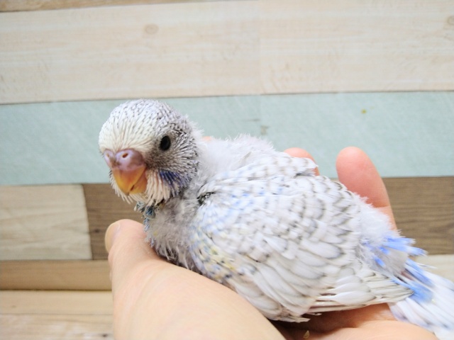 大きくなるぞっ!ジャンボセキセイのヒナ来ました〜 ジャンボセキセイインコ