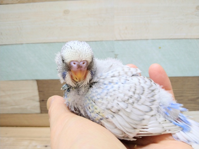 大きくなるぞっ!ジャンボセキセイのヒナ来ました〜 ジャンボセキセイインコ