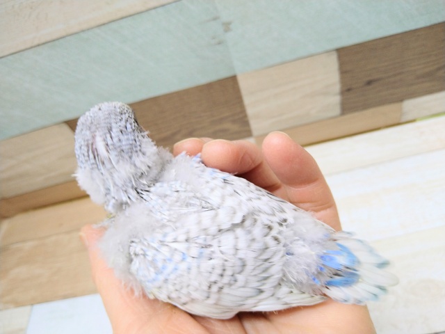 大きくなるぞっ!ジャンボセキセイのヒナ来ました〜 ジャンボセキセイインコ