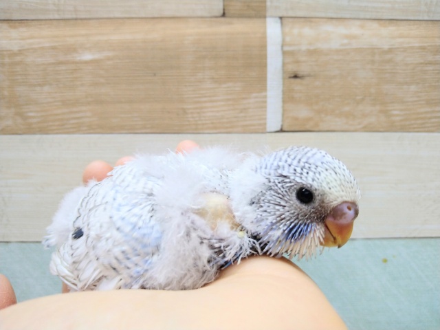 大きくなるぞっ!ジャンボセキセイのヒナ来ました〜 ジャンボセキセイインコ