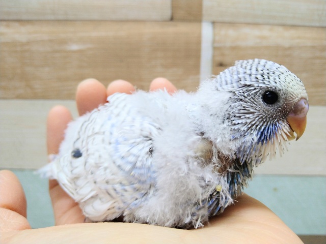 大きくなるぞっ!ジャンボセキセイのヒナ来ました〜 ジャンボセキセイインコ