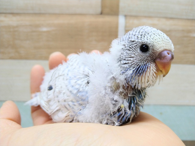 大きくなるぞっ!ジャンボセキセイのヒナ来ました〜 ジャンボセキセイインコ