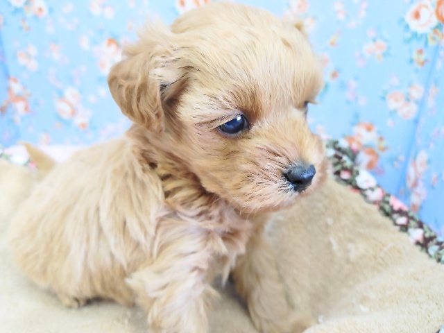 激かわMIX犬くん入荷しました~♪ マルプー