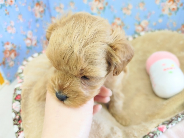 激かわMIX犬くん入荷しました~♪ マルプー