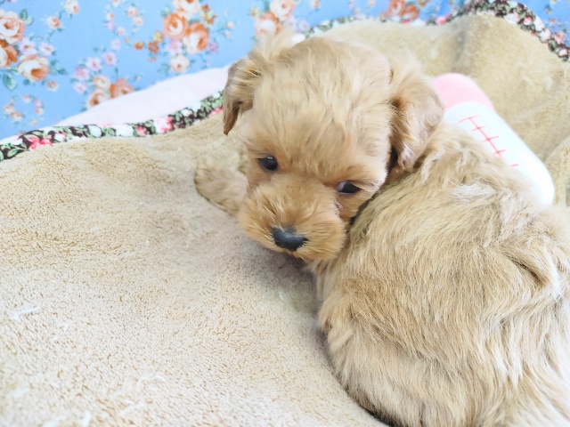 激かわMIX犬くん入荷しました~♪ マルプー