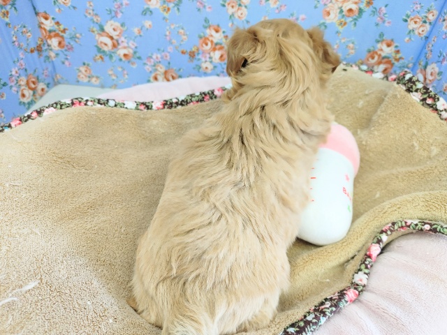 激かわMIX犬くん入荷しました~♪ マルプー