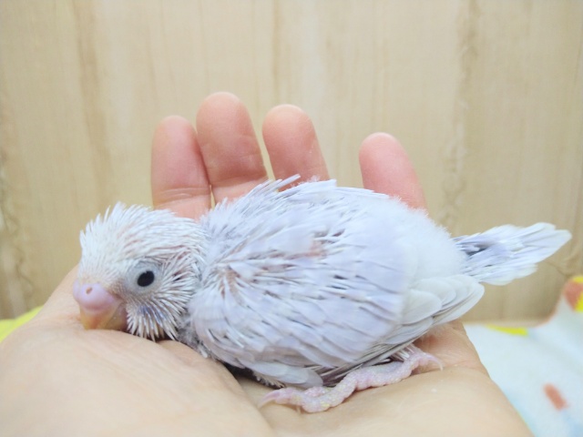 極美!セキセイインコライラックヒナ来ましたよ! セキセイインコ