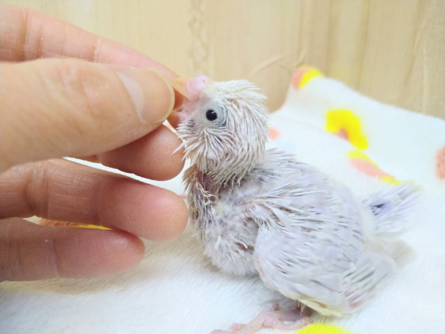 極美!セキセイインコライラックヒナ来ましたよ! セキセイインコ