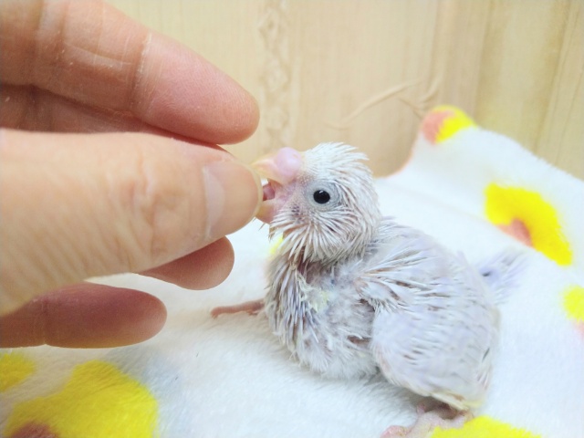 極美!セキセイインコライラックヒナ来ましたよ! セキセイインコ