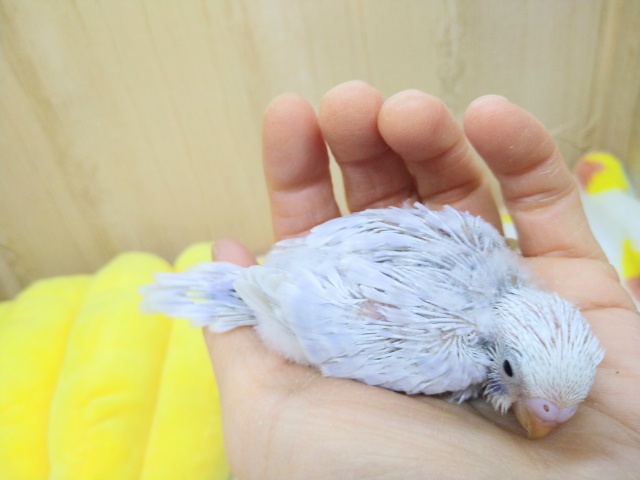 極美!セキセイインコライラックヒナ来ましたよ! セキセイインコ