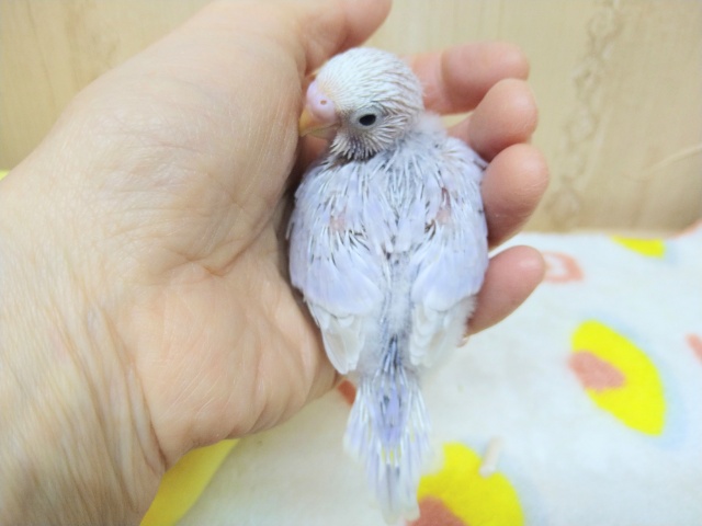 極美!セキセイインコライラックヒナ来ましたよ! セキセイインコ