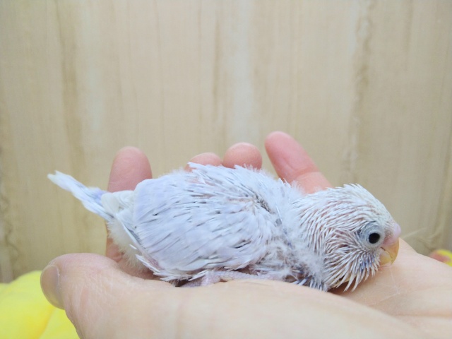 極美!セキセイインコライラックヒナ来ましたよ! セキセイインコ