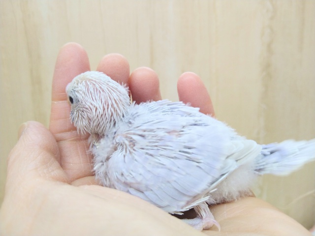 極美!セキセイインコライラックヒナ来ましたよ! セキセイインコ