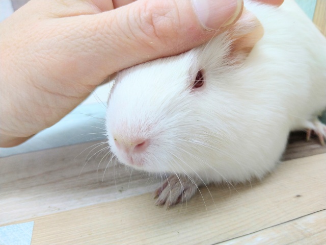 イングリッシュモルモット