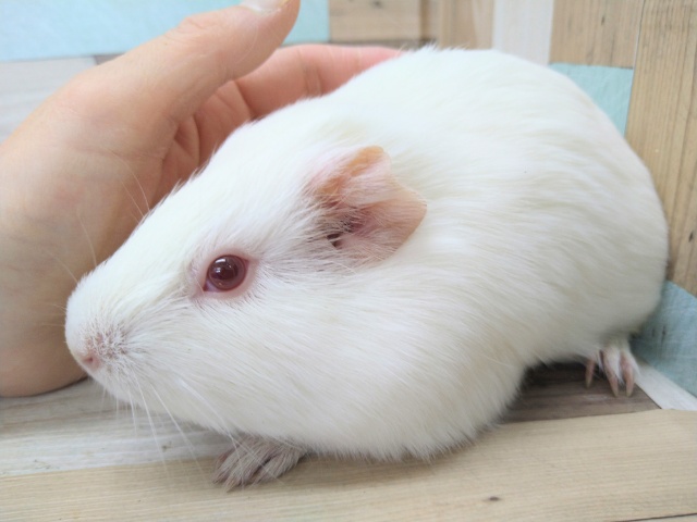 イングリッシュモルモット