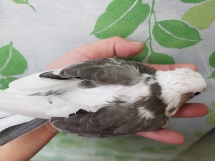 ホワイトフェイスのオカメインコちゃん♪ オカメインコ