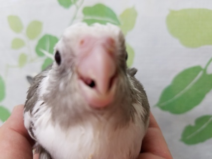 ホワイトフェイスのオカメインコちゃん♪ オカメインコ