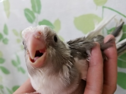 ホワイトフェイスのオカメインコちゃん♪ オカメインコ