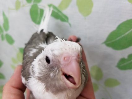 ホワイトフェイスのオカメインコちゃん♪ オカメインコ