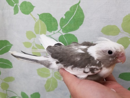 ホワイトフェイスのオカメインコちゃん♪ オカメインコ