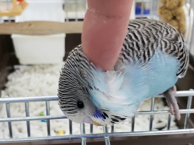 ジャンボセキセイインコ