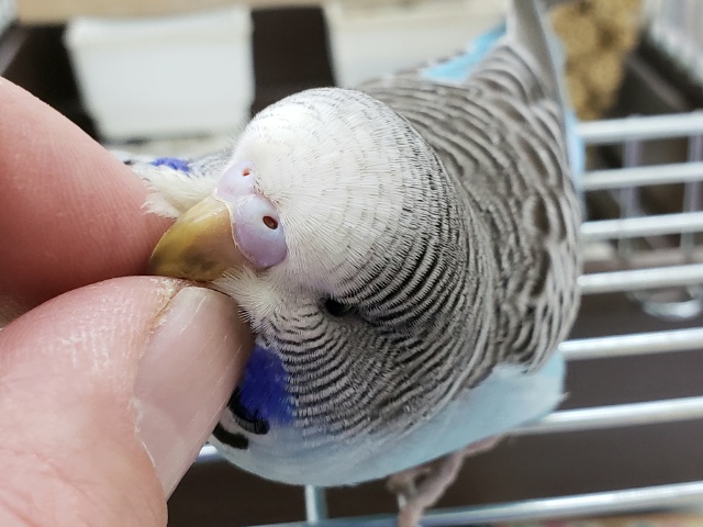 ジャンボセキセイインコ