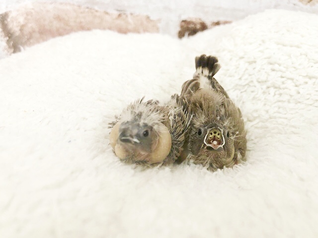 錦花鳥（キンカチョウ）