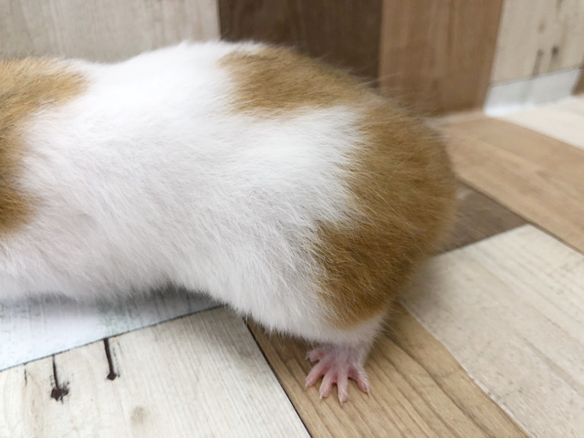 ゴールデンハムスター