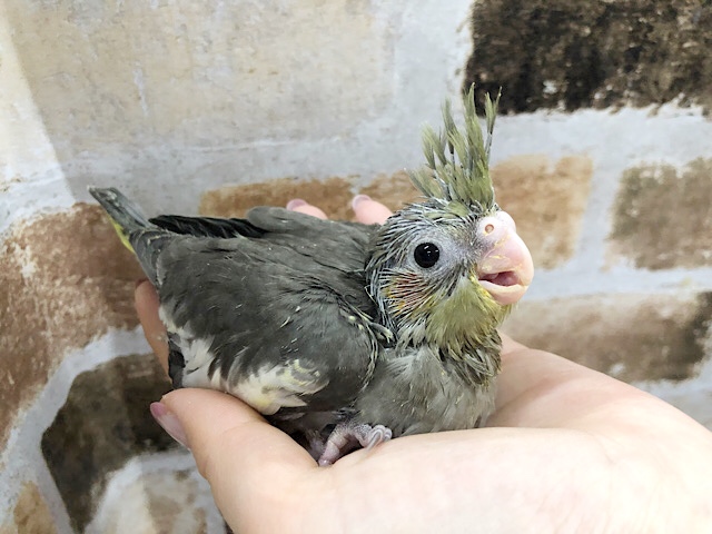 オカメインコ