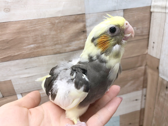 オカメインコ