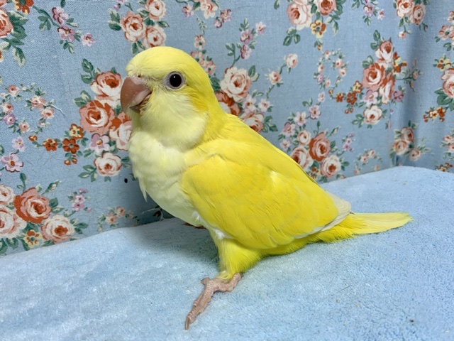 オキナインコ