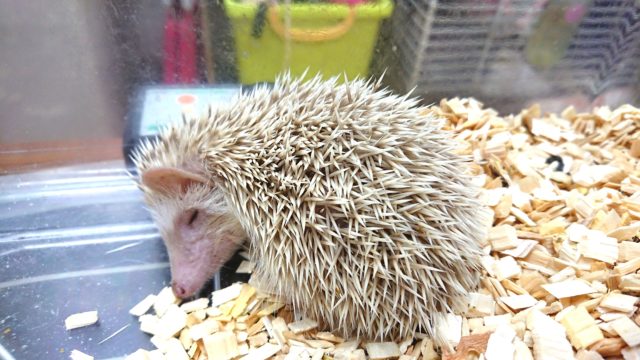 ハリネズミ（ヨツユビハリネズミ）