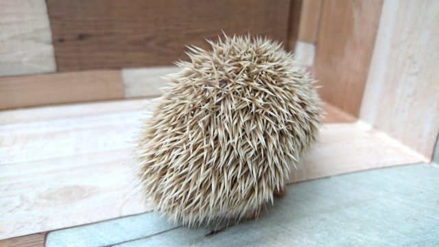 ハリネズミ（ヨツユビハリネズミ）