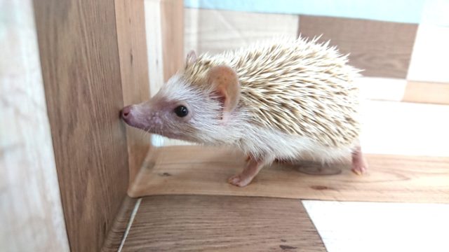 ハリネズミ（ヨツユビハリネズミ）