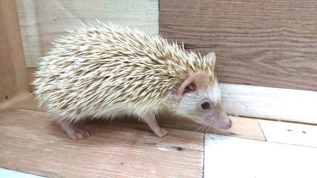 ハリネズミ（ヨツユビハリネズミ）