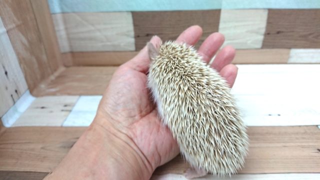 ハリネズミ（ヨツユビハリネズミ）