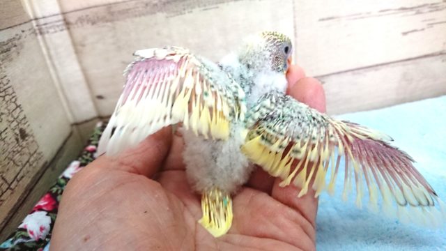 セキセイインコ