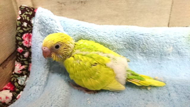 セキセイインコ