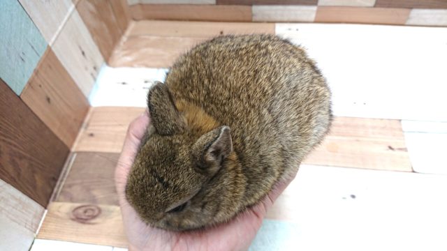 ネザーランドドワーフ