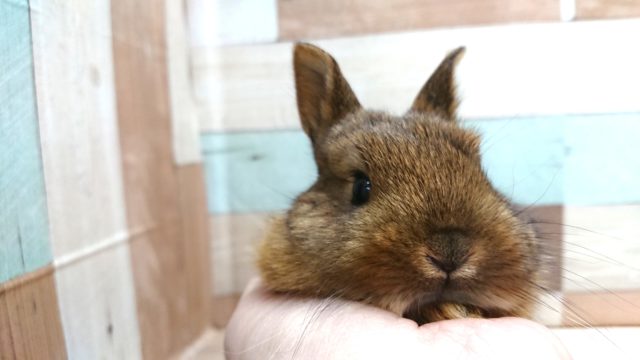 ネザーランドドワーフ