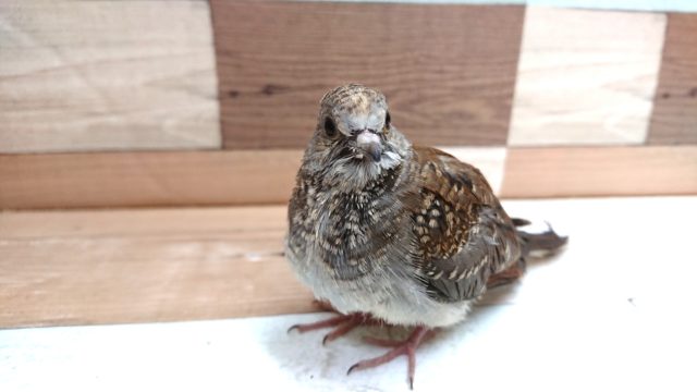 何か。。魅力的です☆ 手のりウスユキバト ~~ ウスユキバト