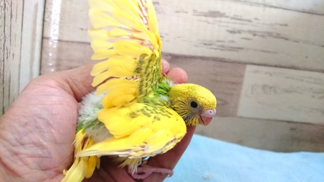 セキセイインコ