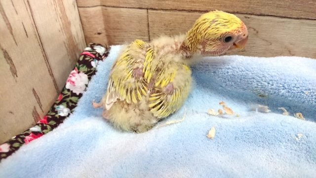 コザクラインコ（小桜インコ）