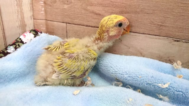 コザクラインコ（小桜インコ）