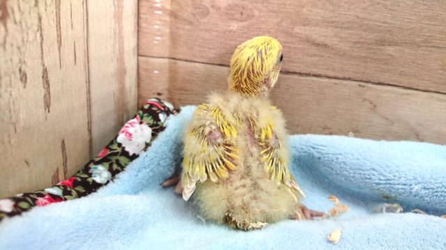 コザクラインコ（小桜インコ）