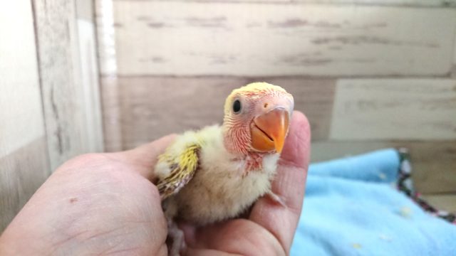 コザクラインコ（小桜インコ）