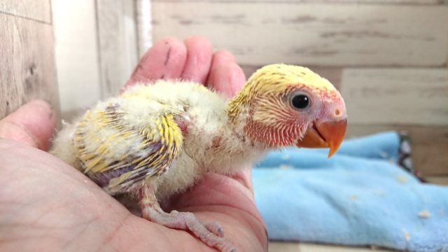 コザクラインコ（小桜インコ）