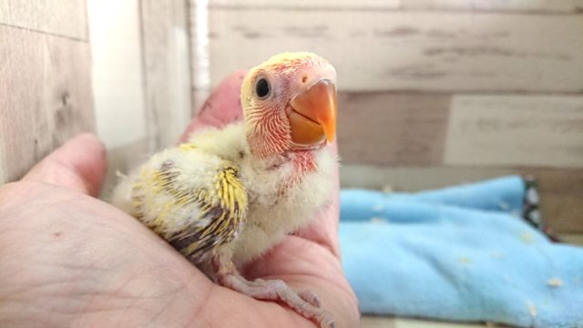 コザクラインコ（小桜インコ）