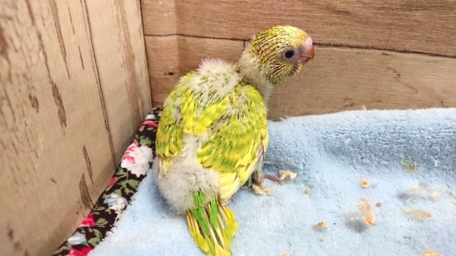 セキセイインコ