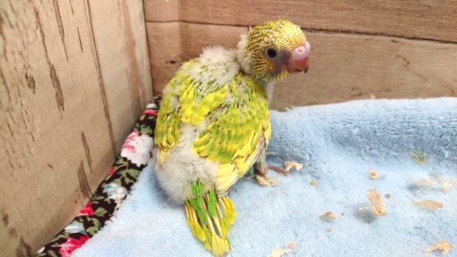 セキセイインコ
